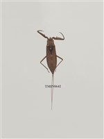 藏品(水生昆蟲)的圖片